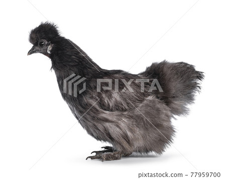 Blue Silkie chicken on white background 77959700
