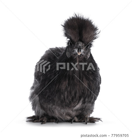 Blue Silkie chicken on white background 77959705