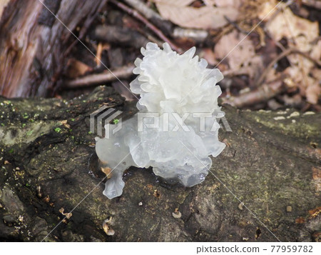 A white jelly-like mushroom that seems to be a white fungus that grows on a fallen tree 77959782