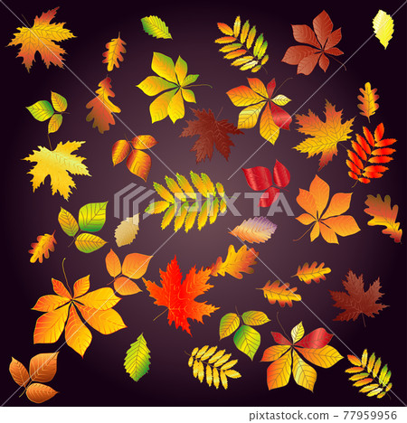 Set leaf fall from bright, colorful autumn leaves on a dark background. 77959956