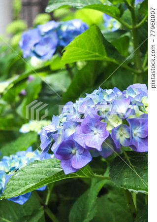 繡球 繡球 繡球 紫藍 雨 雨季 紫色 明亮 可愛 美麗 初夏 日本美女 77960007