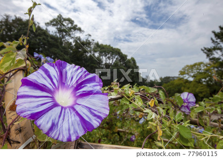 Late summer scenery with morning glory blooming Late summer scenery with morning glory blooming 77960115