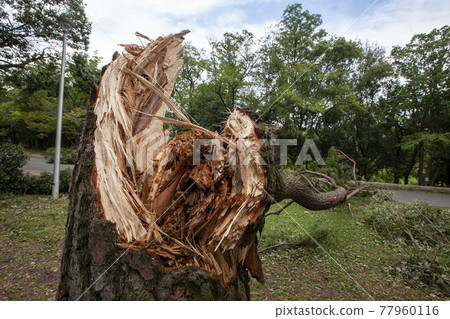 September 3, 2019 Typhoon Disaster Photo-Road, pine tree fallen cross section September 3, 2019 Typhoon Disaster Photo-Road, pine tree fallen cross section 77960116