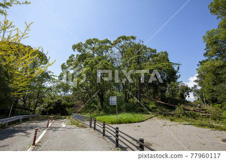 2019 年 9 月 3 日颱風災害照片路，被倒下的樹木擋住的公園路 77960117