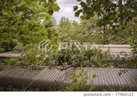 2019年9月3日颱風災害照片-自行車古屋倒下的樹 77960122