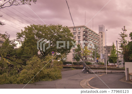 2019年9月3日颱風災害照片-倒樹拉動電線桿倒塌 77960123