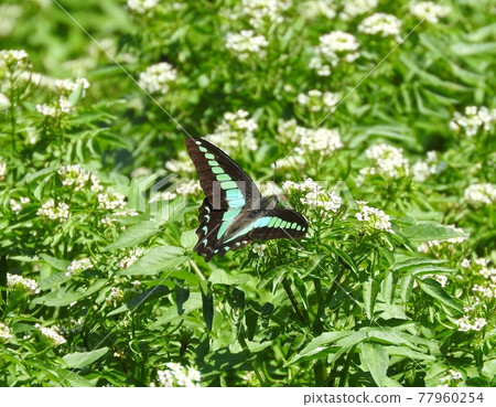 "Bluebottle" that sucks honey from flowers "Bluebottle" that sucks honey from flowers 77960254