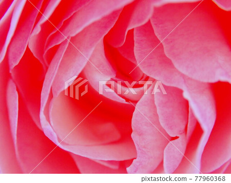 玫瑰花 玫瑰花 77960368