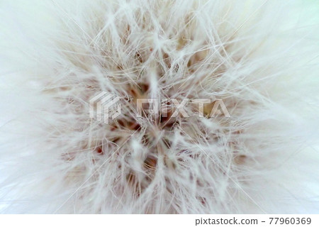 Fluffy flower Fluffy flower 77960369