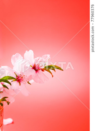 Blooming almond branch on a red background. The symbol of the Chinese New Year, the beginning of Blooming almond branch on a red background. The symbol of the Chinese New Year, the beginning of 77960376
