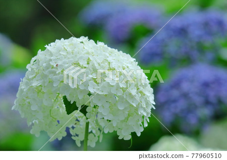 It gets wet when it rains It gets wet when it rains 77960510