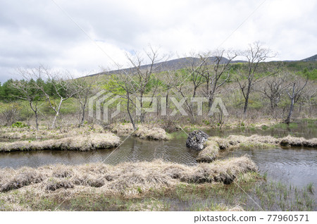 Scenery of Raised Bog in Nasu, Tochigi Prefecture Scenery of Raised Bog in Nasu, Tochigi Prefecture 77960571