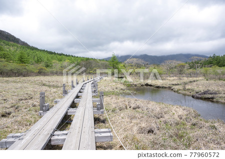 Raised bog and boardwalk in Nasu, Tochigi Prefecture 77960572