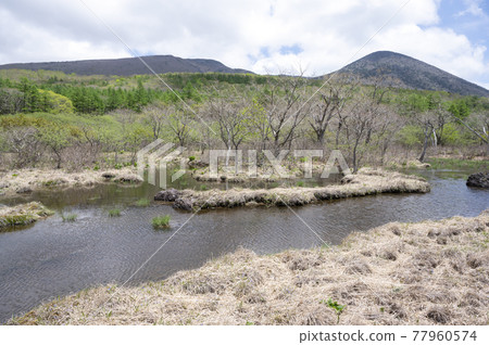Scenery of Raised Bog in Nasu, Tochigi Prefecture Scenery of Raised Bog in Nasu, Tochigi Prefecture 77960574