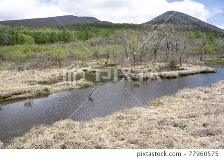 Scenery of Raised Bog in Nasu, Tochigi Prefecture Scenery of Raised Bog in Nasu, Tochigi Prefecture 77960575