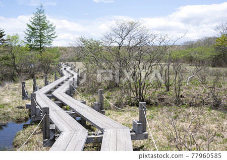 Raised bog and boardwalk in Nasu, Tochigi Prefecture Raised bog and boardwalk in Nasu, Tochigi Prefecture 77960585