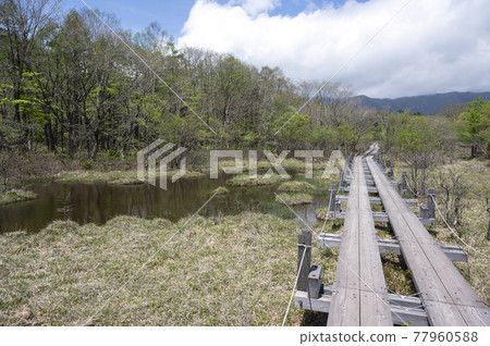 Raised bog and boardwalk in Nasu, Tochigi Prefecture 77960588