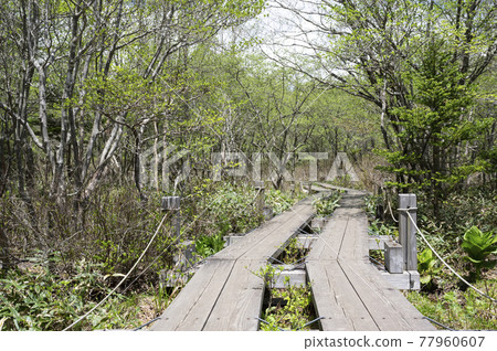 Raised bog and boardwalk in Nasu, Tochigi Prefecture 77960607