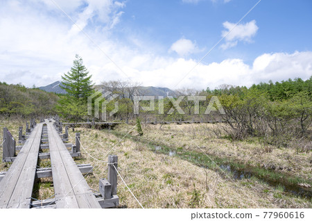 Raised bog and boardwalk in Nasu, Tochigi Prefecture 77960616