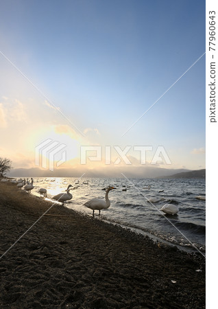 北海道_屈斜路湖_砂湯溫泉的天鵝聚集地 77960643