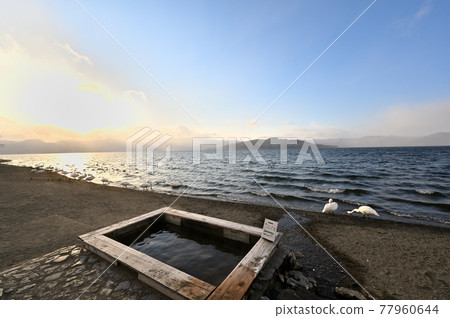 北海道_屈斜路湖_砂湯溫泉的天鵝聚集地 77960644