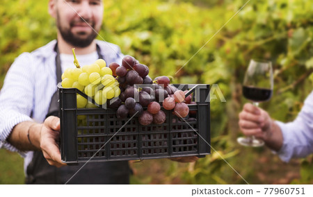 A man with a box of grapes and a glass of red wine in the hills of Italy. Vineyards of Emilia 77960751