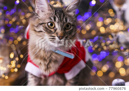 Beautiful cat in santa claus clothing. Background with bokeh, Beautiful cat in santa claus clothing. Background with bokeh, 77960876