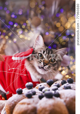 Beautiful cat in santa claus clothing. Background with bokeh, Beautiful cat in santa claus clothing. Background with bokeh, 77960880