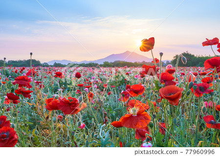Poppy flowers in full bloom and the morning view of Mt. Tsukuba 77960996