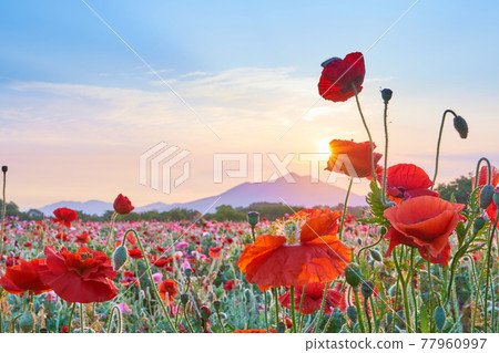 Poppy flowers in full bloom and the morning view of Mt. Tsukuba 77960997