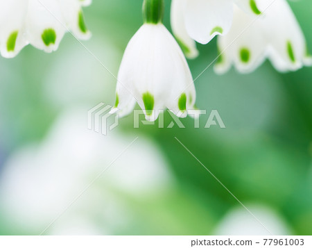 Snowflake flower up similar to lily of the valley or snowdrop 77961003