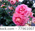 Roses in the evening 77961007