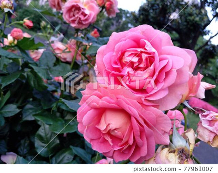 Roses in the evening 77961007