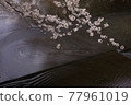 櫻花 77961019