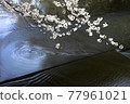 櫻花 77961021