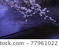 櫻花 77961022