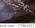 櫻花 77961023