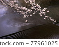 櫻花 77961025
