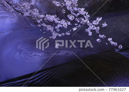 Cherry Blossoms   77961027