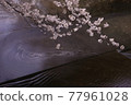 櫻花 77961028