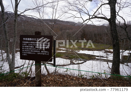 Nagano Prefecture Okuhemika Nature Park Imaike Marsh in early spring when skunk cabbage blooms Nagano Prefecture Okuhemika Nature Park Imaike Marsh in early spring when skunk cabbage blooms 77961179