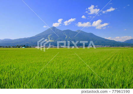Rice fields and Mt. Bandai (Inawashiro Town, Fukushima Prefecture) Rice fields and Mt. Bandai (Inawashiro Town, Fukushima Prefecture) 77961590