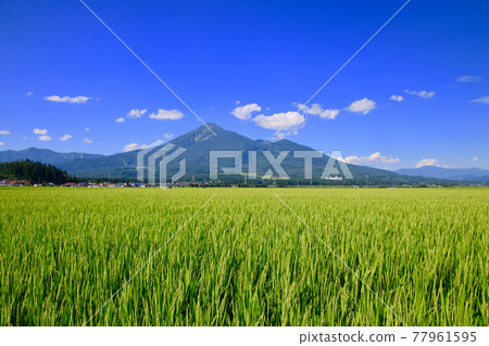 Rice fields and Mt. Bandai (Inawashiro Town, Fukushima Prefecture) 77961595