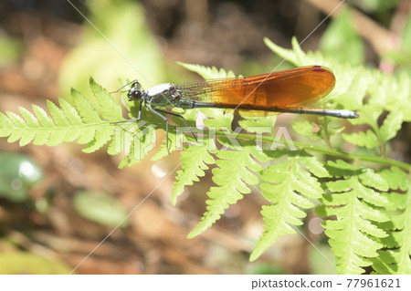 Kawatonbo 鎌倉 Myoutoike 77961621