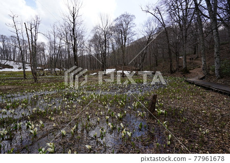 Nagano Prefecture Okuhemika Nature Park, Imaike Marsh in early spring when skunk cabbage blooms, April 30, 2021 Nagano Prefecture Okuhemika Nature Park, Imaike Marsh in early spring when skunk cabbage blooms, April 30, 2021 77961678