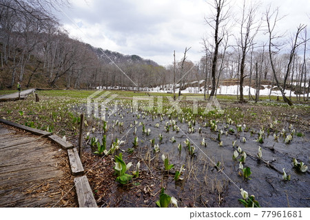 2021 年 4 月 30 日,臭菘花盛開的初春今池沼澤長野縣 Okuhemika 自然公園 2021 年 4 月 30 日,臭菘花盛開的初春今池沼澤長野縣 Okuhemika 自然公園 77961681