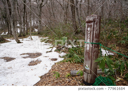 2021 年 4 月 30 日,當臭白菜開花時,長野縣 Okuhemika 自然公園靠近今池沼澤,指示牌指向小米平沼澤 2021 年 4 月 30 日,當臭白菜開花時,長野縣 Okuhemika 自然公園靠近今池沼澤,指示牌指向小米平沼澤 77961684