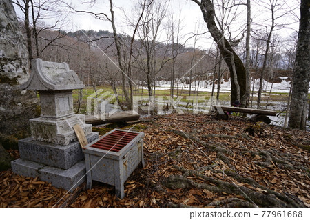 2021 年 4 月 30 日，弁天島附近，長野縣 Okuhemika 自然公園，今池沼澤，臭菘白菜盛開的初春 77961688