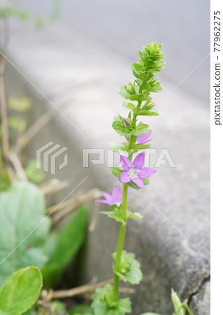 Flying snow 77962275