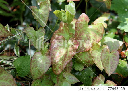 Epimedium Ikarisou with beautiful color leaves suitable for shaded ground cover Epimedium Ikarisou with beautiful color leaves suitable for shaded ground cover 77962439